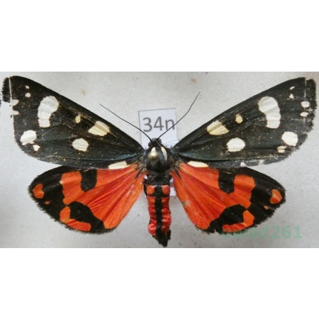 Callimorpha dominula (Linnaeus, 1758) Krasopani poziomkówka Poland34n